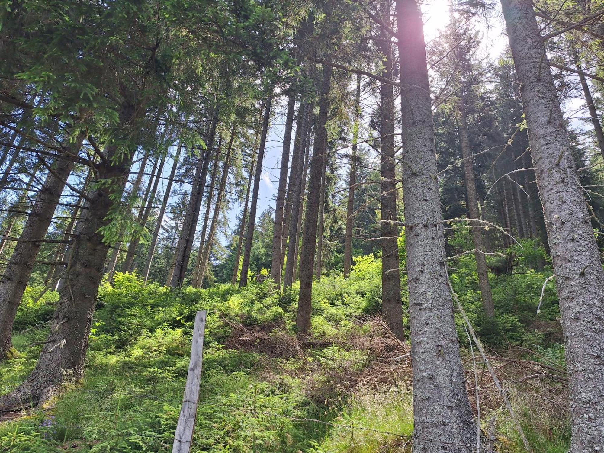 Naturpark Bauernhof Sperl Villa Mariahof Dış mekan fotoğraf